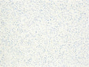 Sider-Proof roll on pool plaster - Speckled Blue